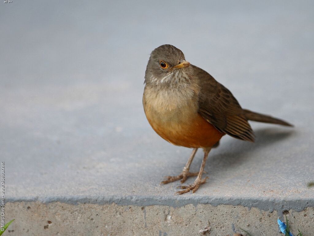 Rufous-bellied Thrushadult