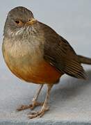 Rufous-bellied Thrush