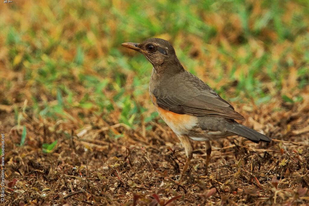 African Thrushadult, identification