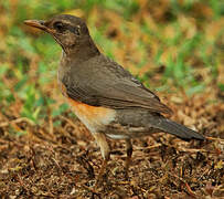 African Thrush