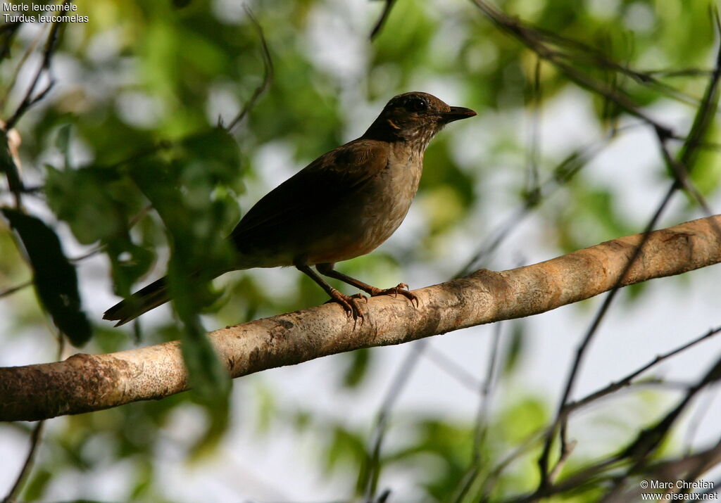 Pale-breasted Thrush