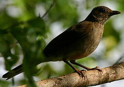 Pale-breasted Thrush