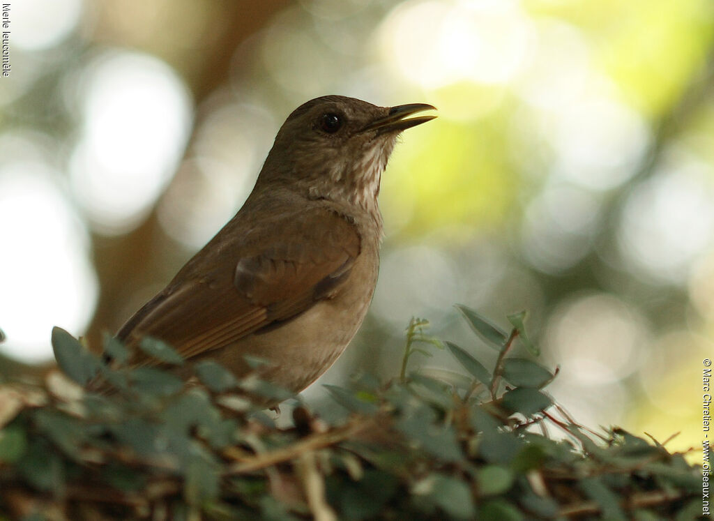 Pale-breasted Thrush