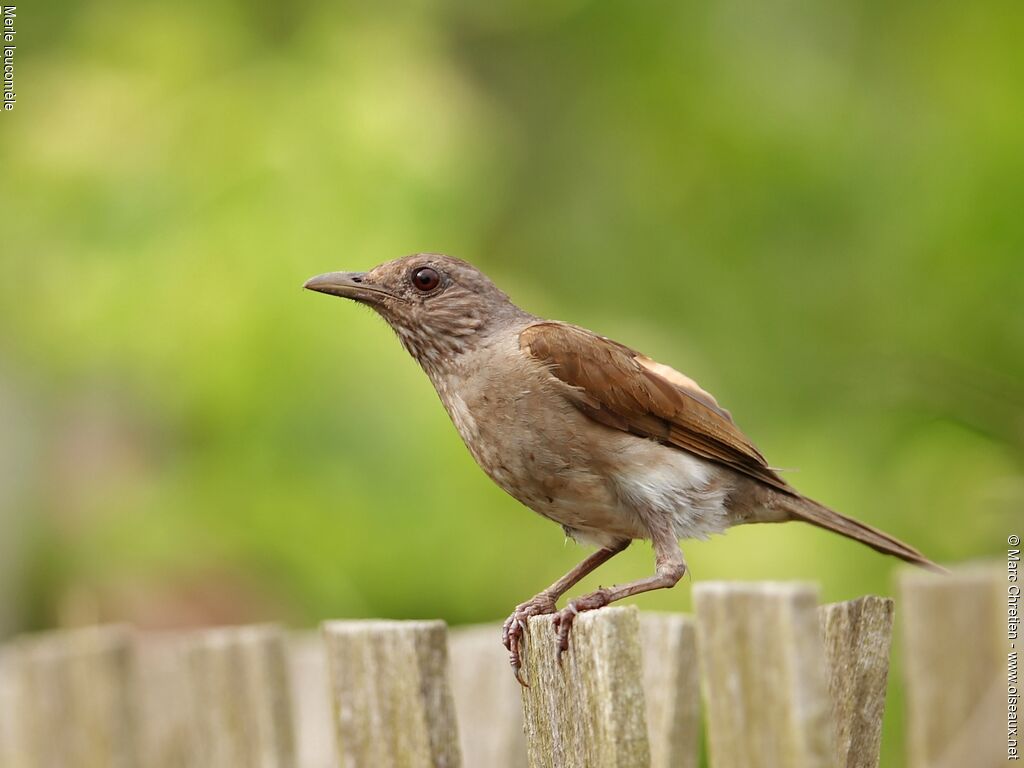 Pale-breasted Thrush