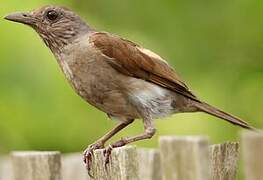 Pale-breasted Thrush