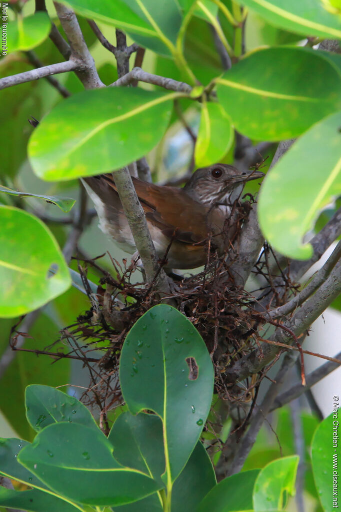 Pale-breasted Thrushadult, Reproduction-nesting