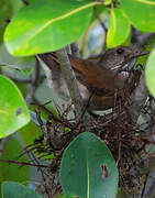 Pale-breasted Thrush