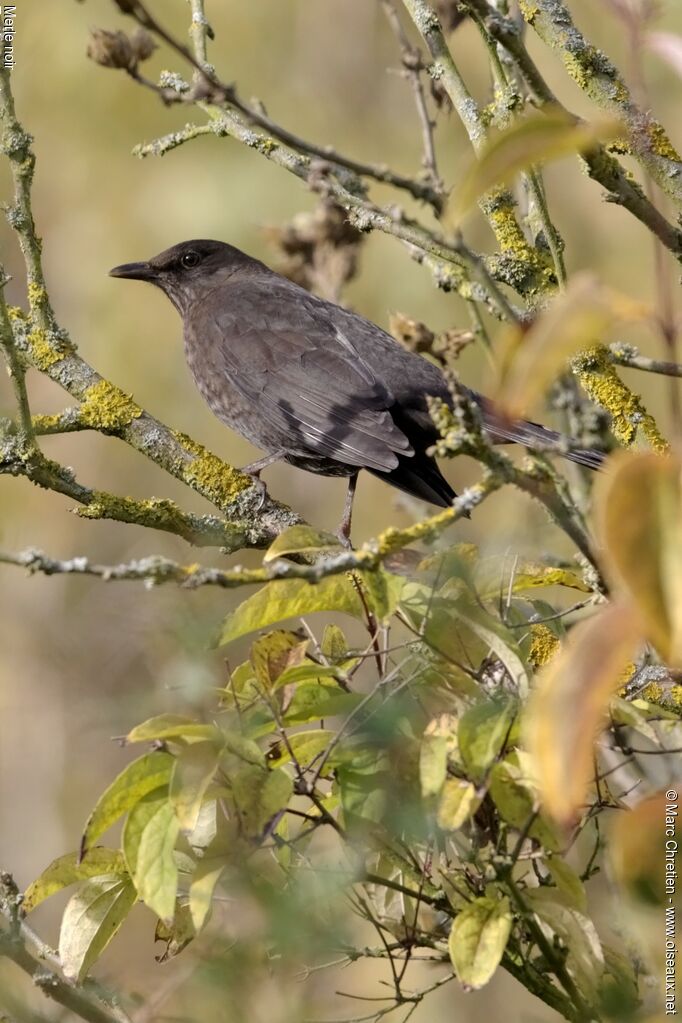 Common Blackbird female adult