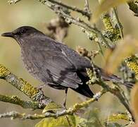 Common Blackbird