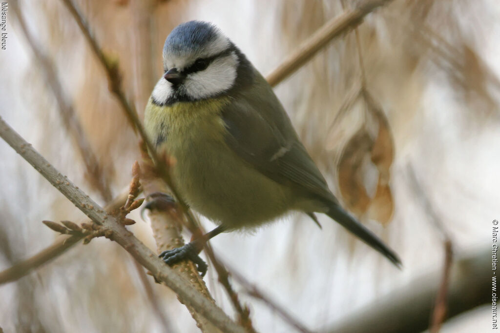 Mésange bleue