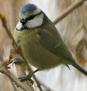 Mésange bleue