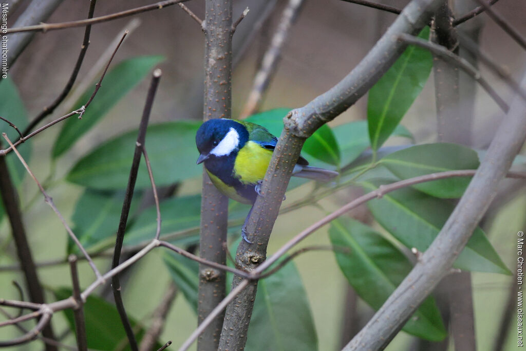 Mésange charbonnière