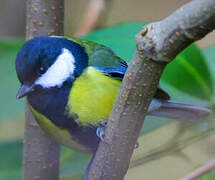 Great Tit