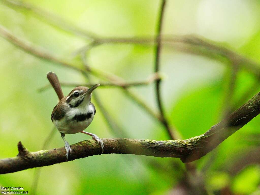 Collared Gnatwrenadult, identification