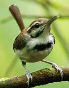 Collared Gnatwren