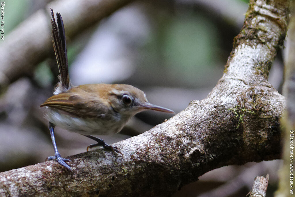 Trilling Gnatwren