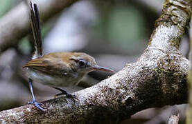 Trilling Gnatwren