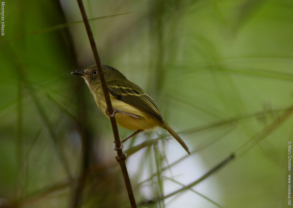 Double-banded Pygmy Tyrant