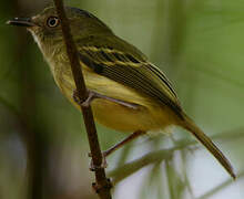 Double-banded Pygmy Tyrant