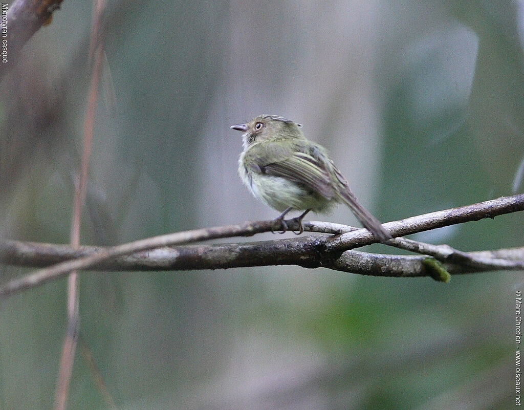 Helmeted Pygmy Tyrant