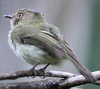 Helmeted Pygmy Tyrant