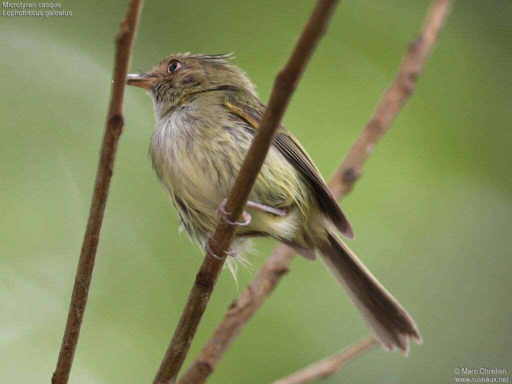 Helmeted Pygmy Tyrantadult