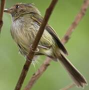 Helmeted Pygmy Tyrant