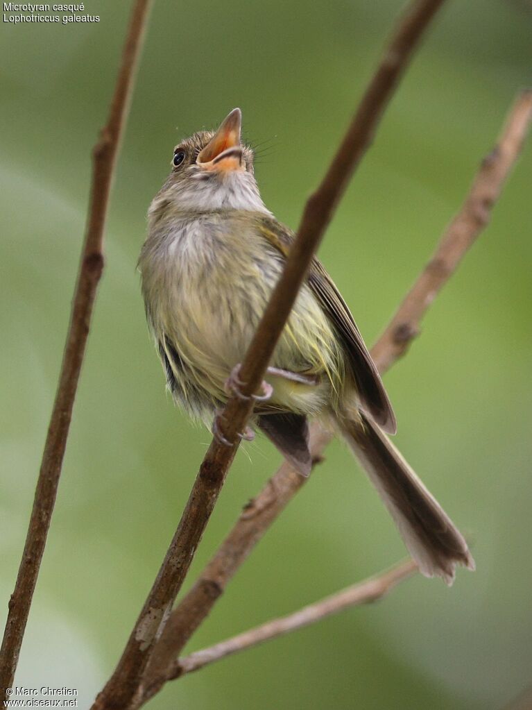 Helmeted Pygmy Tyrantadult