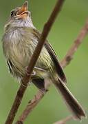 Helmeted Pygmy Tyrant