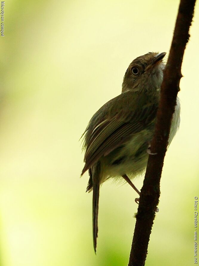 Helmeted Pygmy Tyrantadult