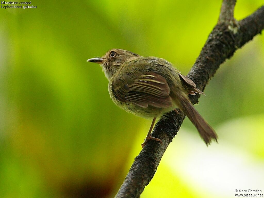 Helmeted Pygmy Tyrant