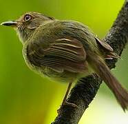 Helmeted Pygmy Tyrant