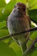 Helmeted Pygmy Tyrant