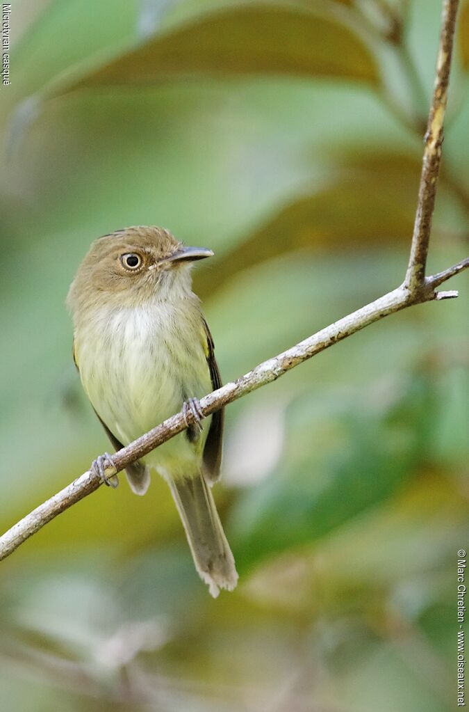 Helmeted Pygmy Tyrant male adult