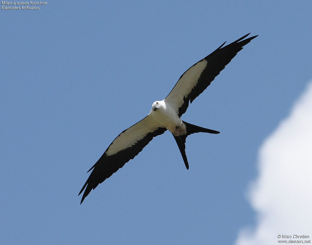 Swallow-tailed Kite