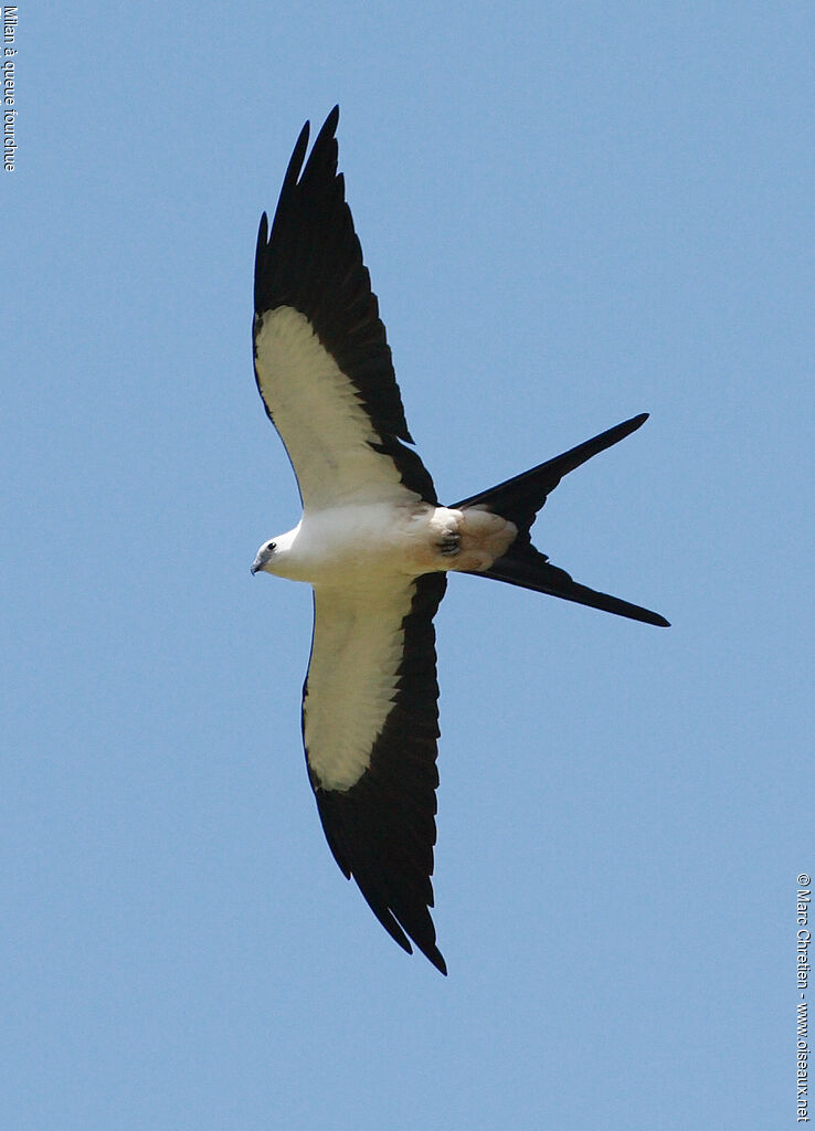 Swallow-tailed Kite