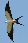 Swallow-tailed Kite