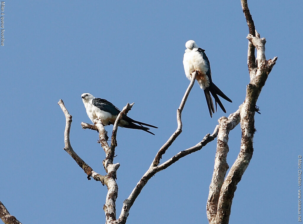 Swallow-tailed Kite