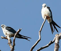 Swallow-tailed Kite