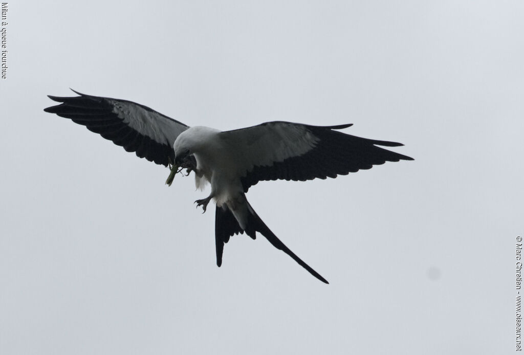 Swallow-tailed Kiteadult