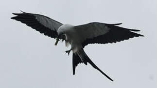 Swallow-tailed Kite