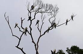 Swallow-tailed Kite