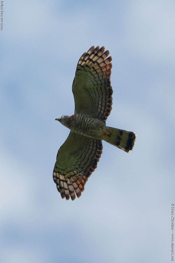 Hook-billed Kite