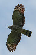 Hook-billed Kite