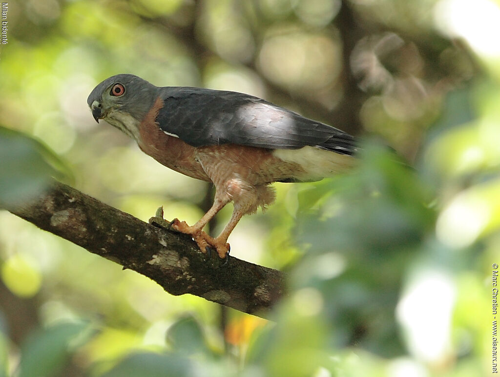 Double-toothed Kite