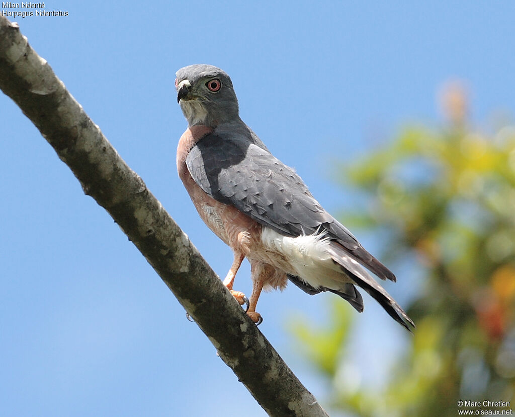 Double-toothed Kite