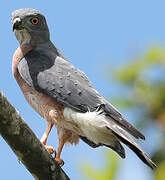 Double-toothed Kite