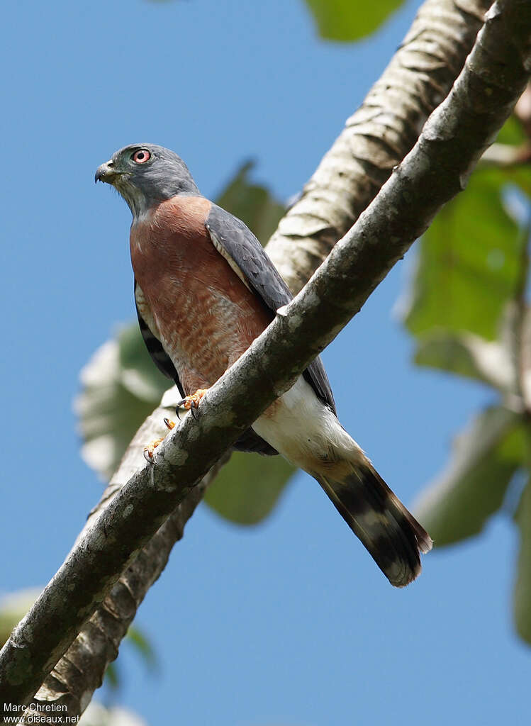 Double-toothed Kiteadult, identification