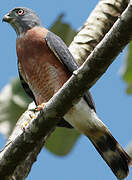 Double-toothed Kite