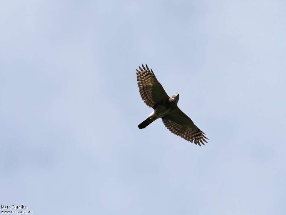 Double-toothed Kiteadult, pigmentation, Flight